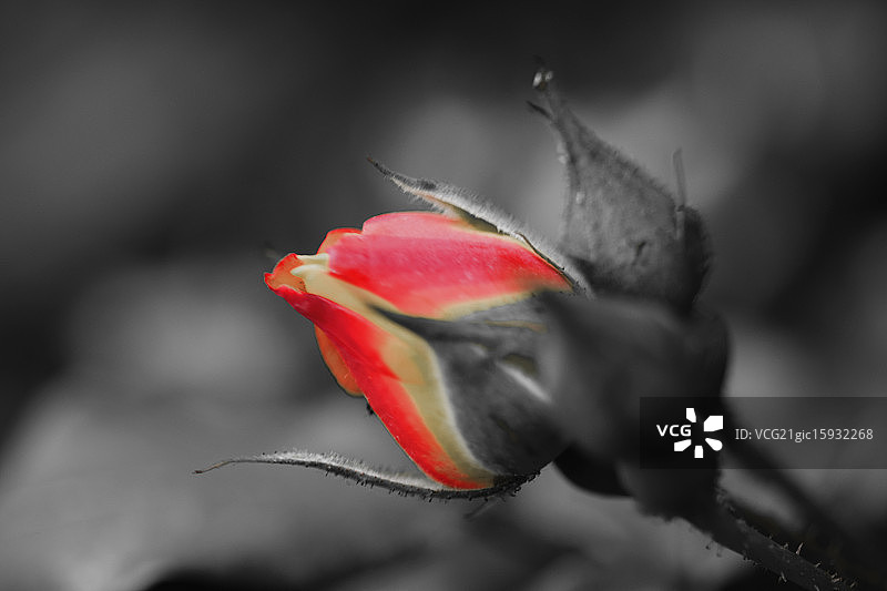 一朵玫瑰图片素材