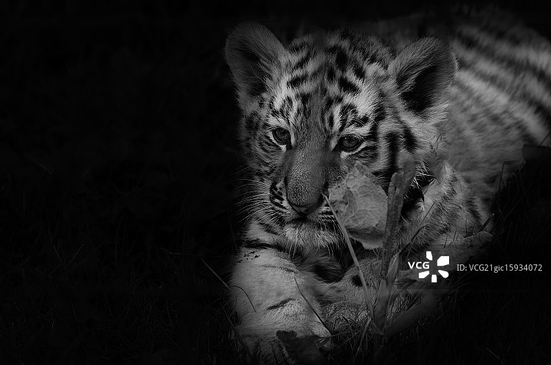 幼虎崽图片素材