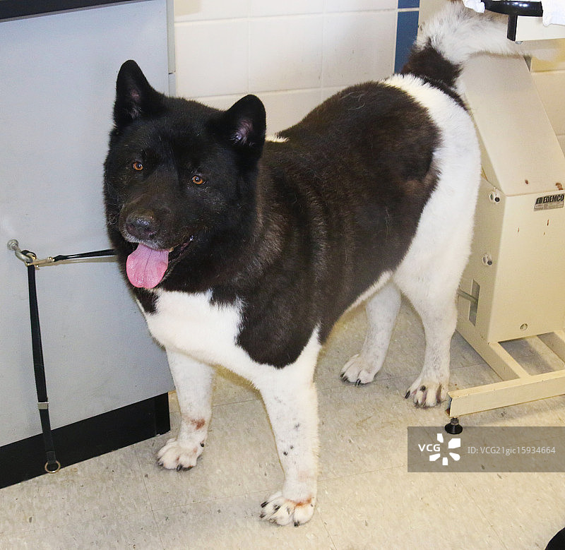 特鲁兰（秋田）图片素材