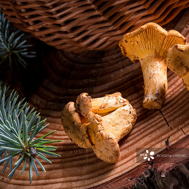 鸡油菌图片素材