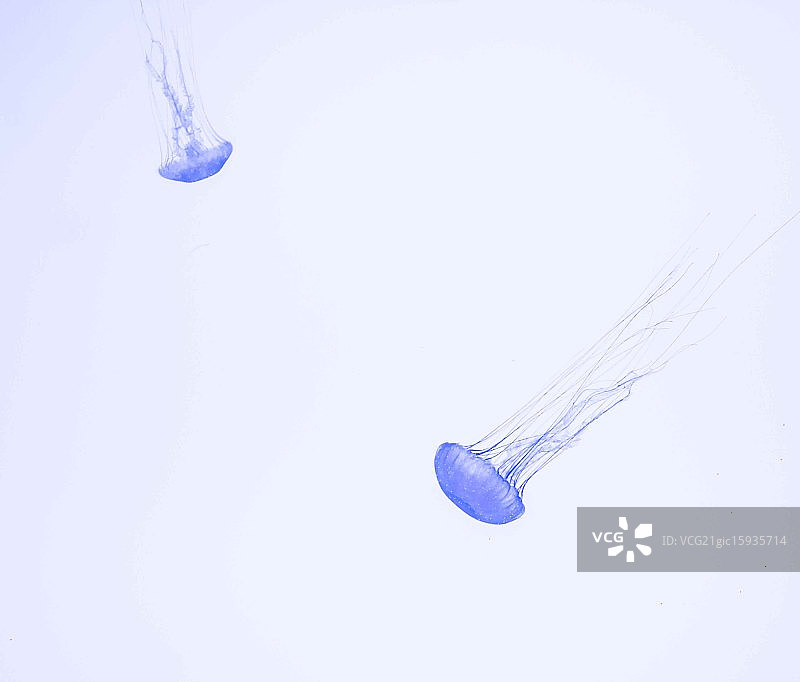 紫色生活图片素材