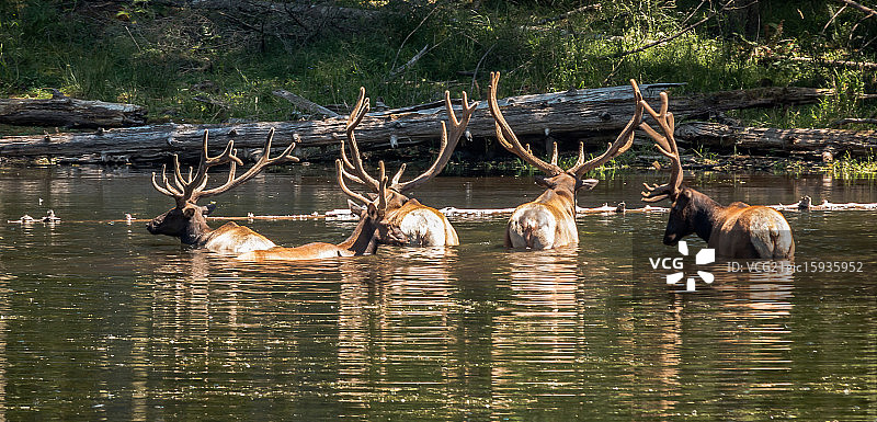 孤注一掷图片素材