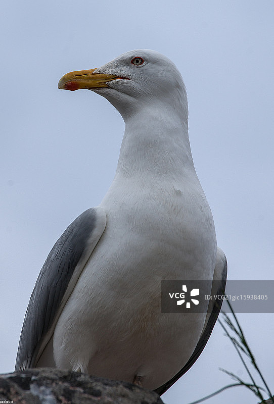 Larus鸥图片素材