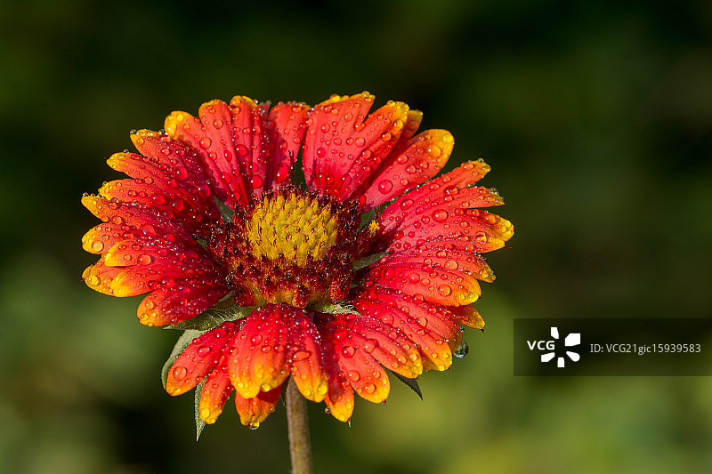 美丽天人菊图片素材
