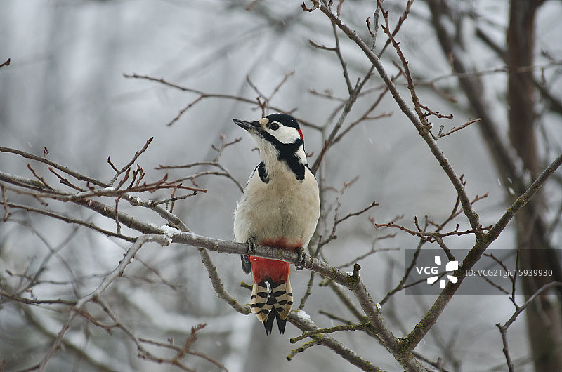 啄木鸟图片素材