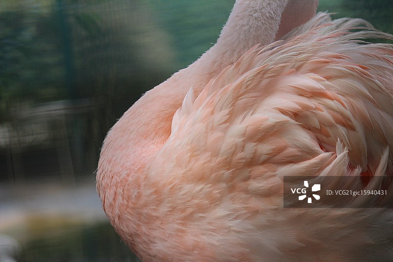 火烈鸟羽毛图片素材
