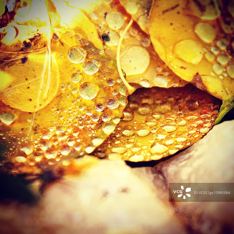 带雨滴的白杨叶图片素材