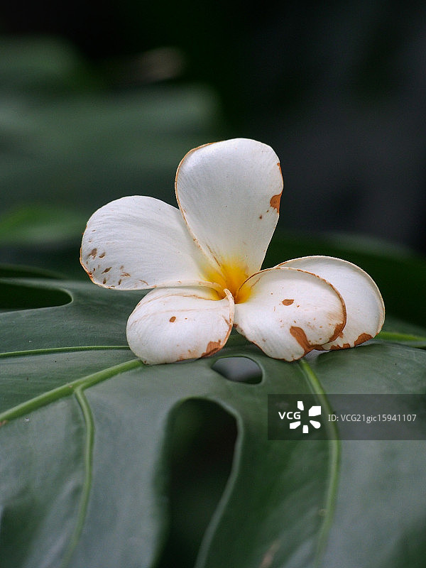 白色开花植物特写图片素材