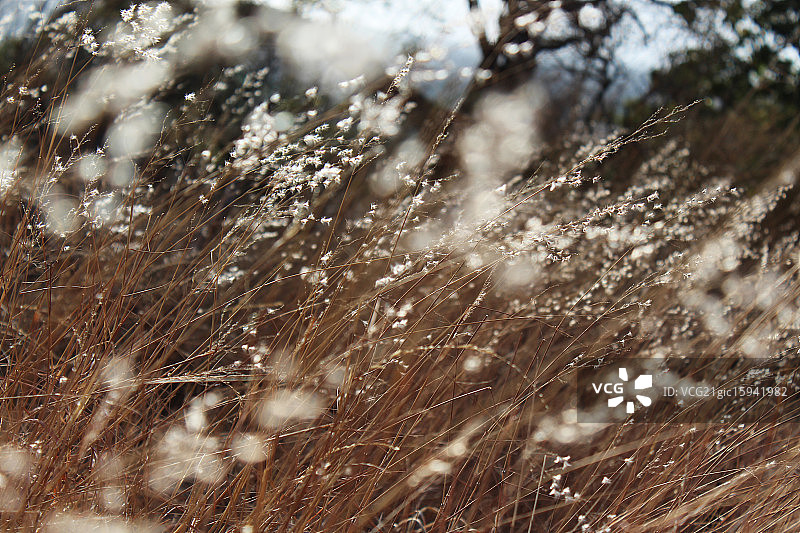 小花朵图片素材