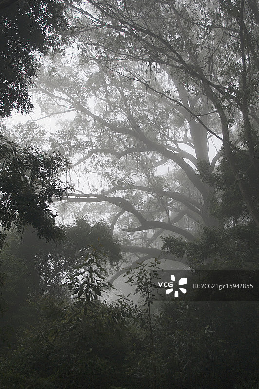 蓝山之雾图片素材