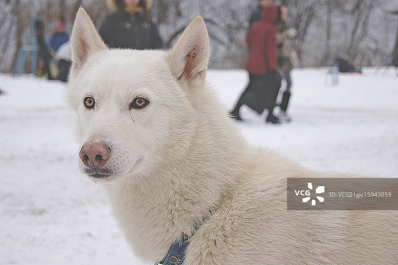 雪橇犬图片素材
