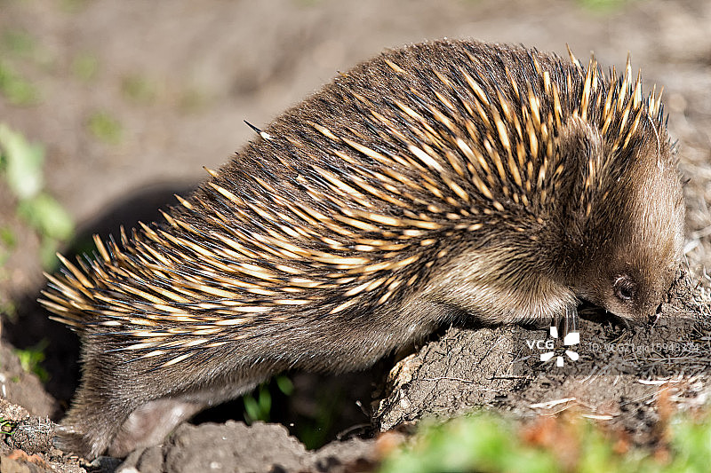 生病的霸王龙图片素材