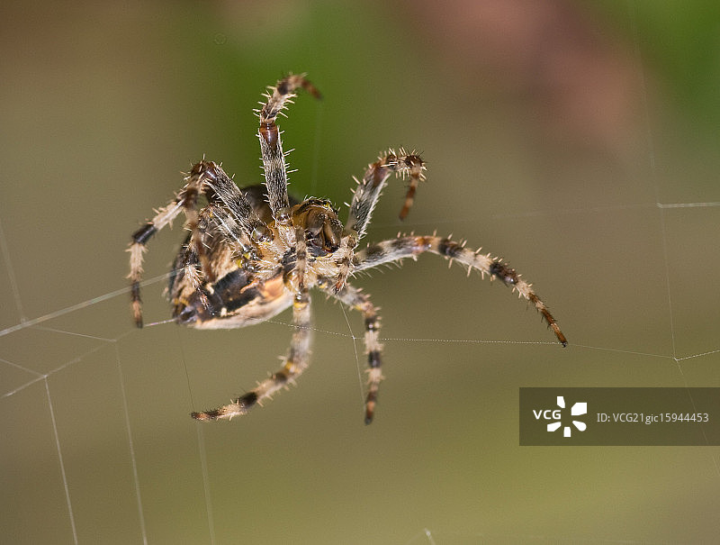 花园蜘蛛图片素材