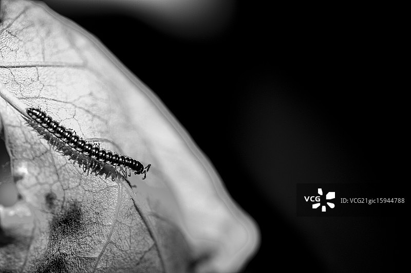 一百英尺图片素材