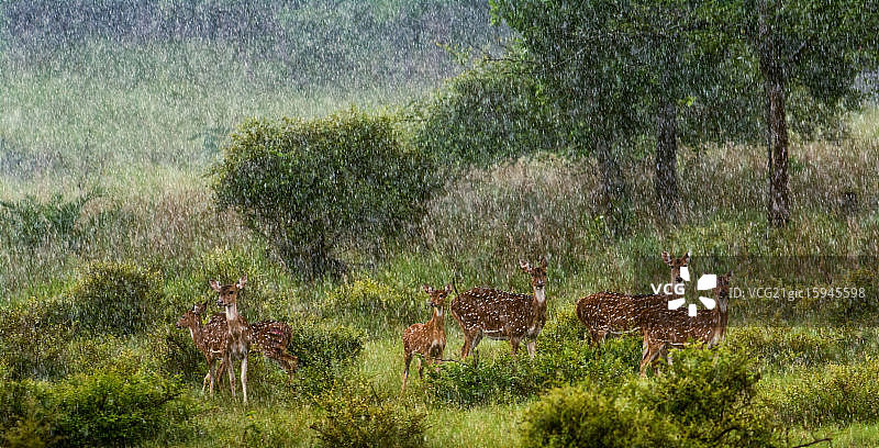 雨中的梅花鹿图片素材