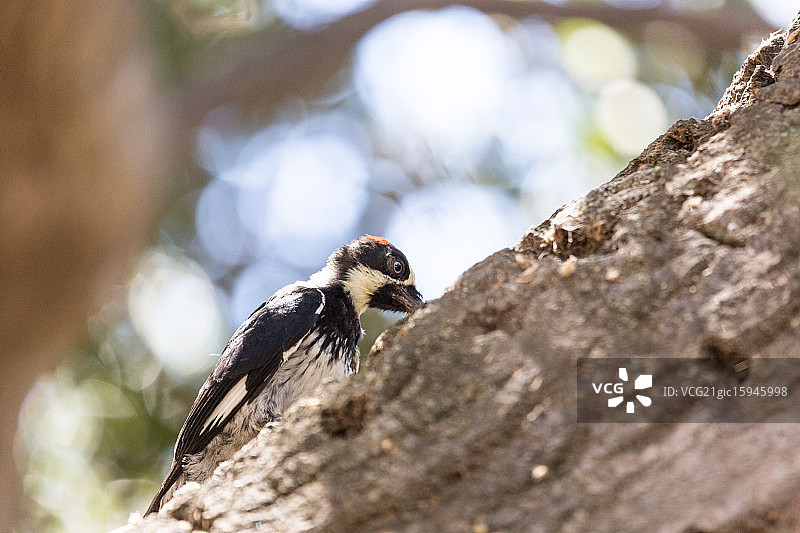 橡实啄木鸟图片素材