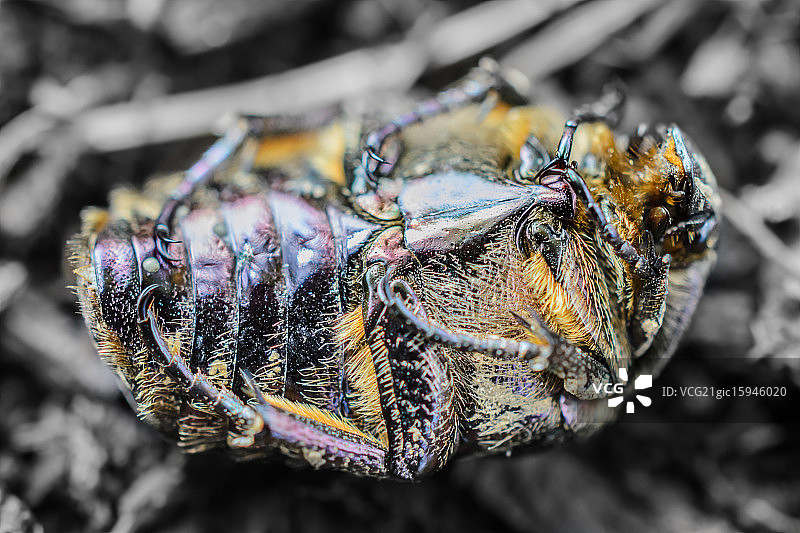 欧洲金龟子图片素材