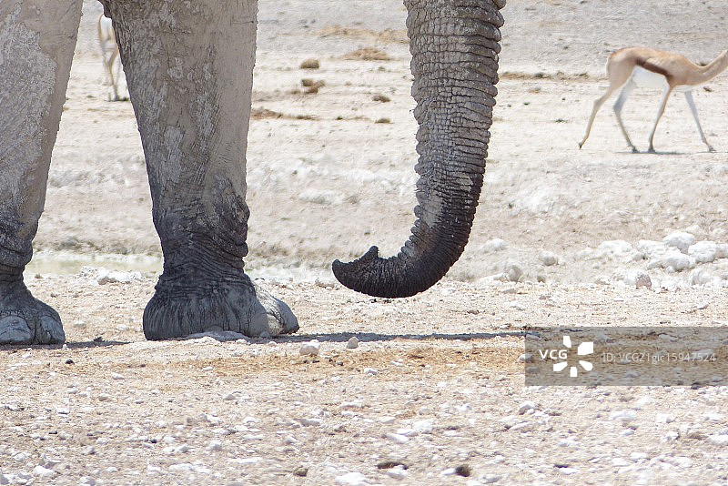 大象鼻子图片素材