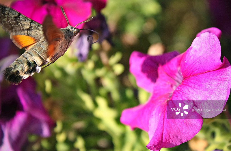 蜂鸟鹰蛾图片素材