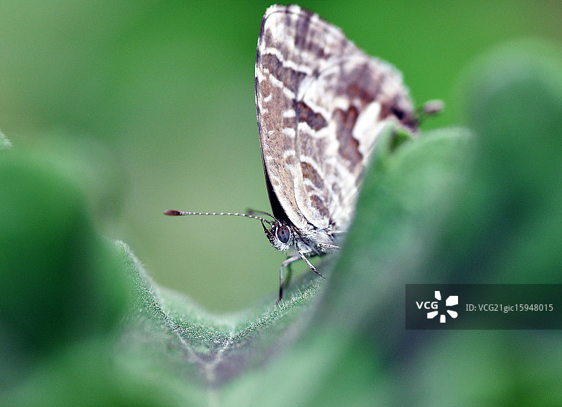 埃斯孔迪达图片素材