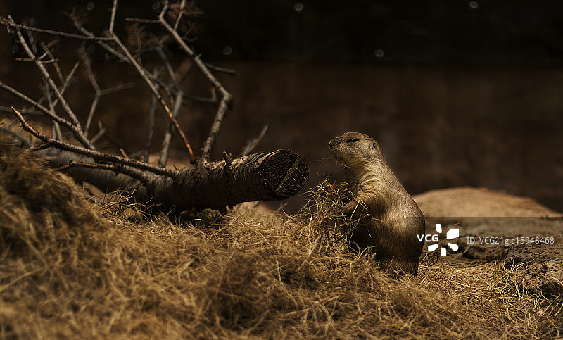 草原土拨鼠图片素材