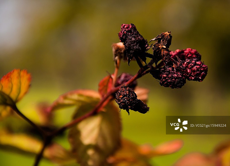 秋季黑莓图片素材