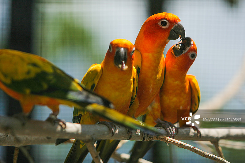 太阳金刚鹦鹉图片素材