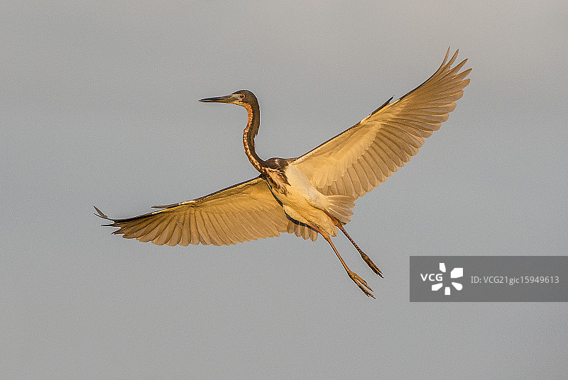 三色的鹭图片素材