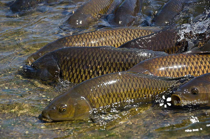 离开水的鱼图片素材