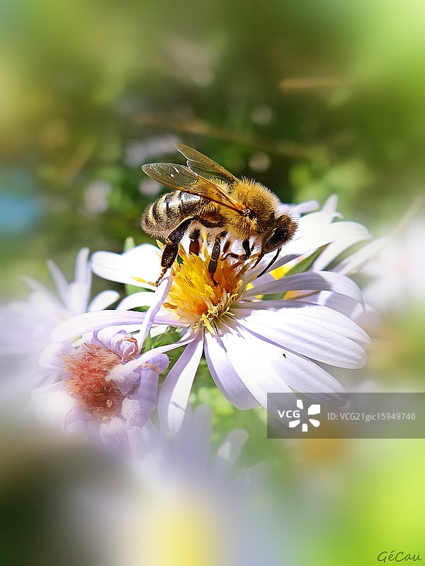 翠菊与蜜蜂图片素材