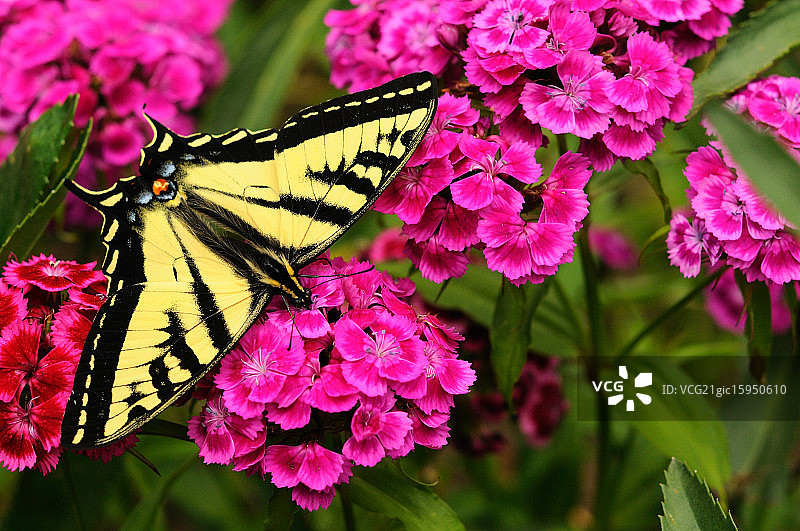 燕尾服图片素材