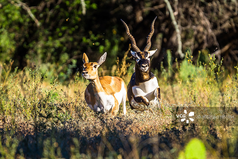 黑羚追逐图片素材