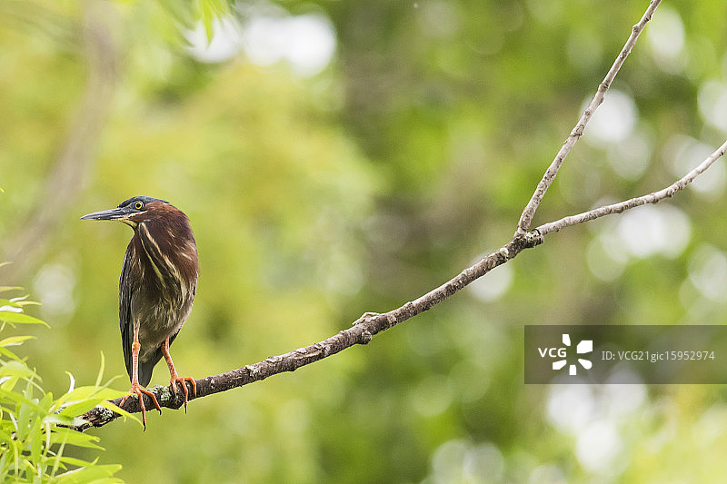 绿鹭图片素材