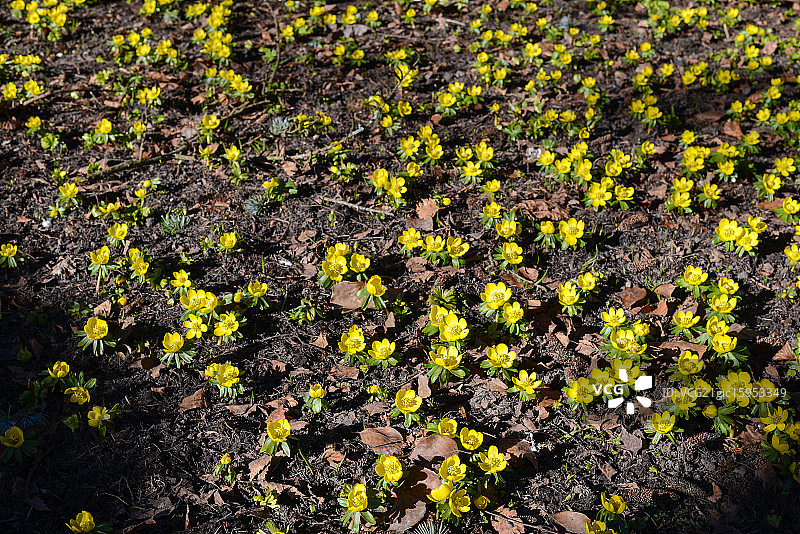 冬季乌头图片素材
