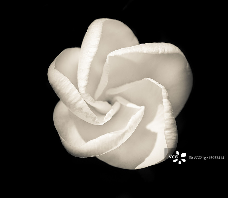 黑色背景下玫瑰的特写镜头图片素材