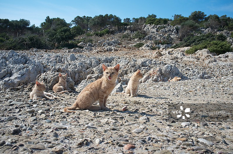 野猫图片素材