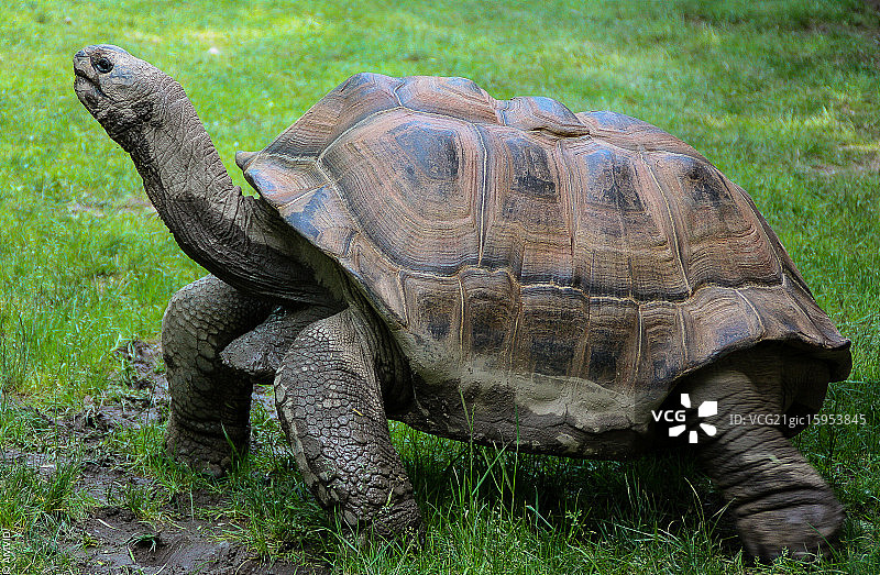 年老的大乌龟图片素材