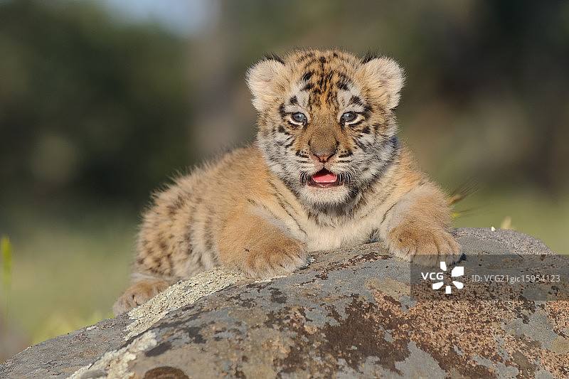 老虎公主图片素材