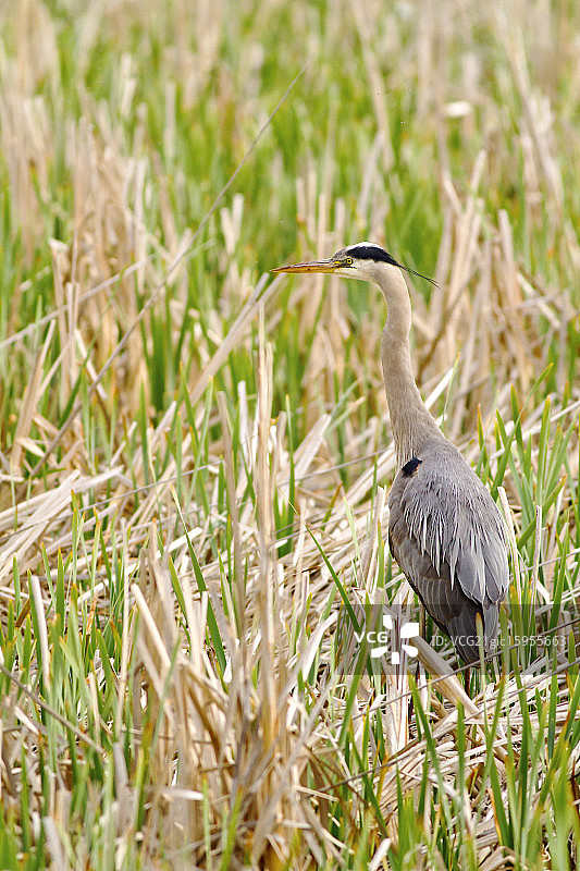 草地上的苍鹭特写镜头图片素材