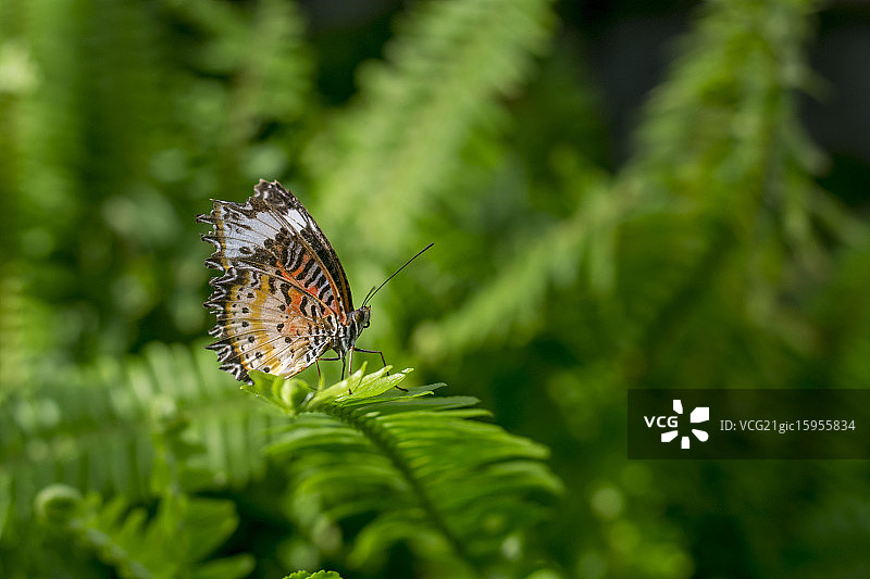 蝴蝶森林图片素材
