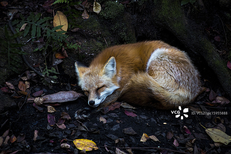午睡时间图片素材