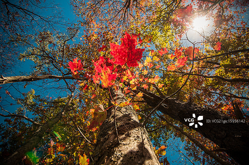 秋日狂想图片素材