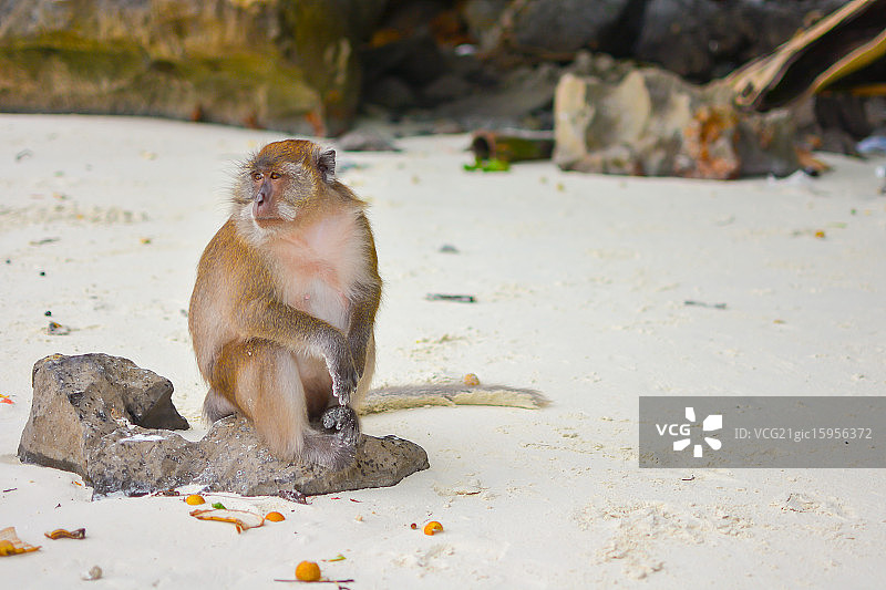 猴子海滩图片素材