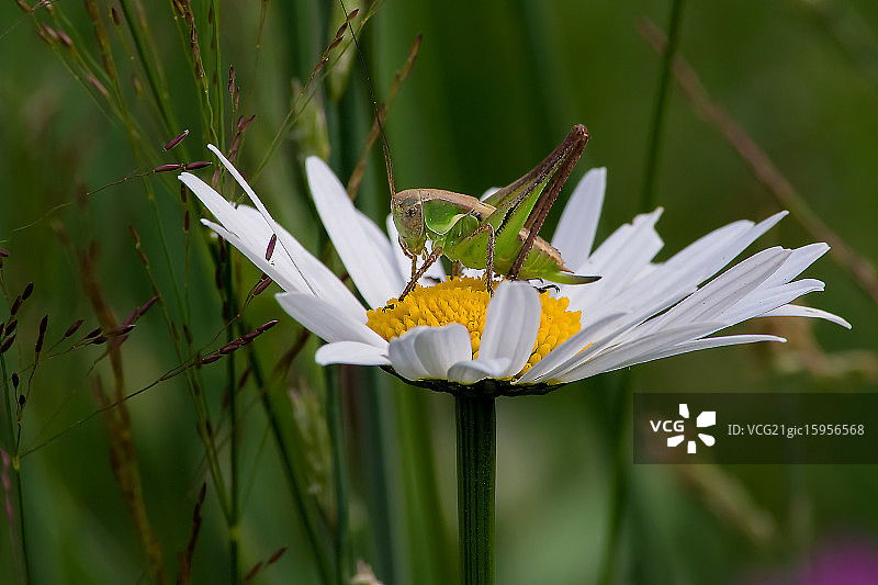 蚱蜢和玛格丽特图片素材