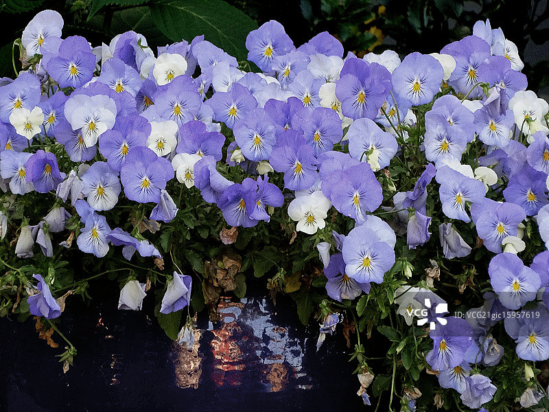 三色紫罗兰图片素材