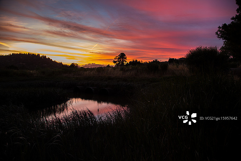 飞燕草日落图片素材