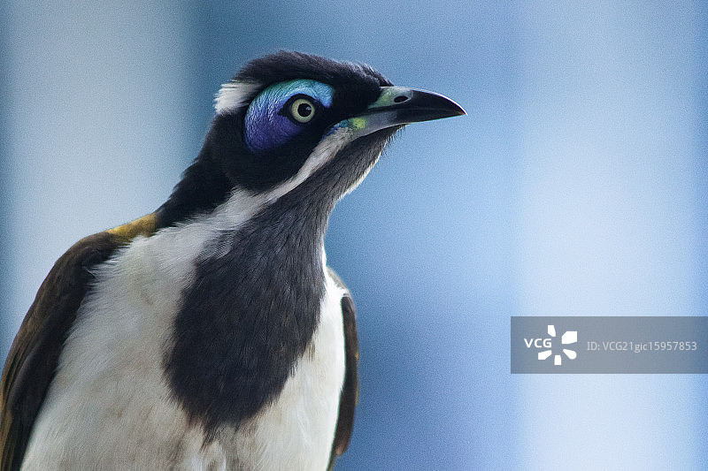 蓝脸吸蜜鸟图片素材
