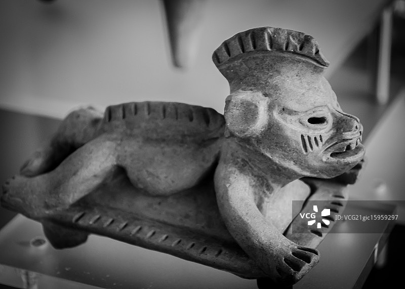 瓦图尔科鬣蜥图片素材