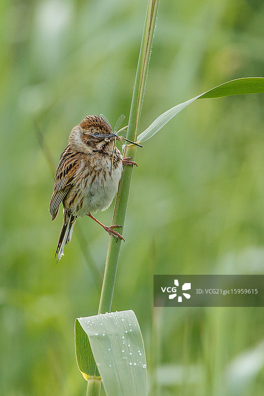 捕食中的苇鹀图片素材