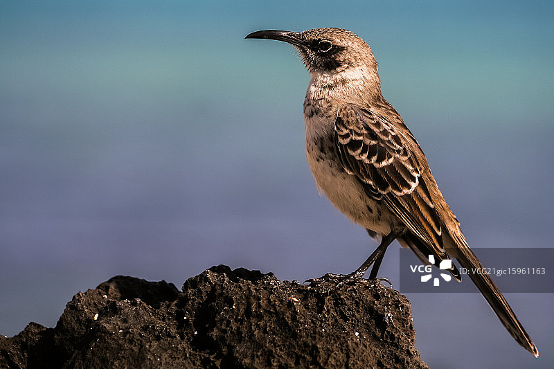 栖息在岩石上的嘲鸟侧视图，厄瓜多尔图片素材